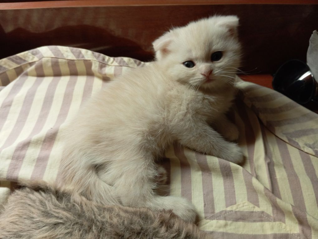 Шотландский вислоухий котенок Однотонный белый