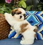 Bichon havanez fetita 550 lei