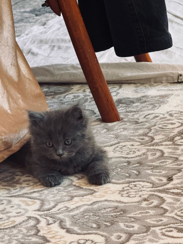 Mushuk bollari sotladi 2 ta qoldi