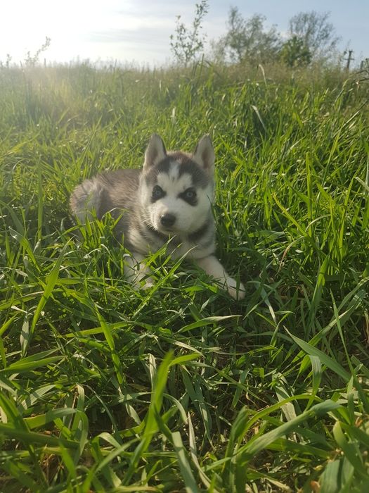Mascul Husky cu ochi albaștri
