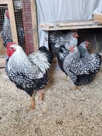 Vând ouă pt incubație de la găini wyandotte argintiu