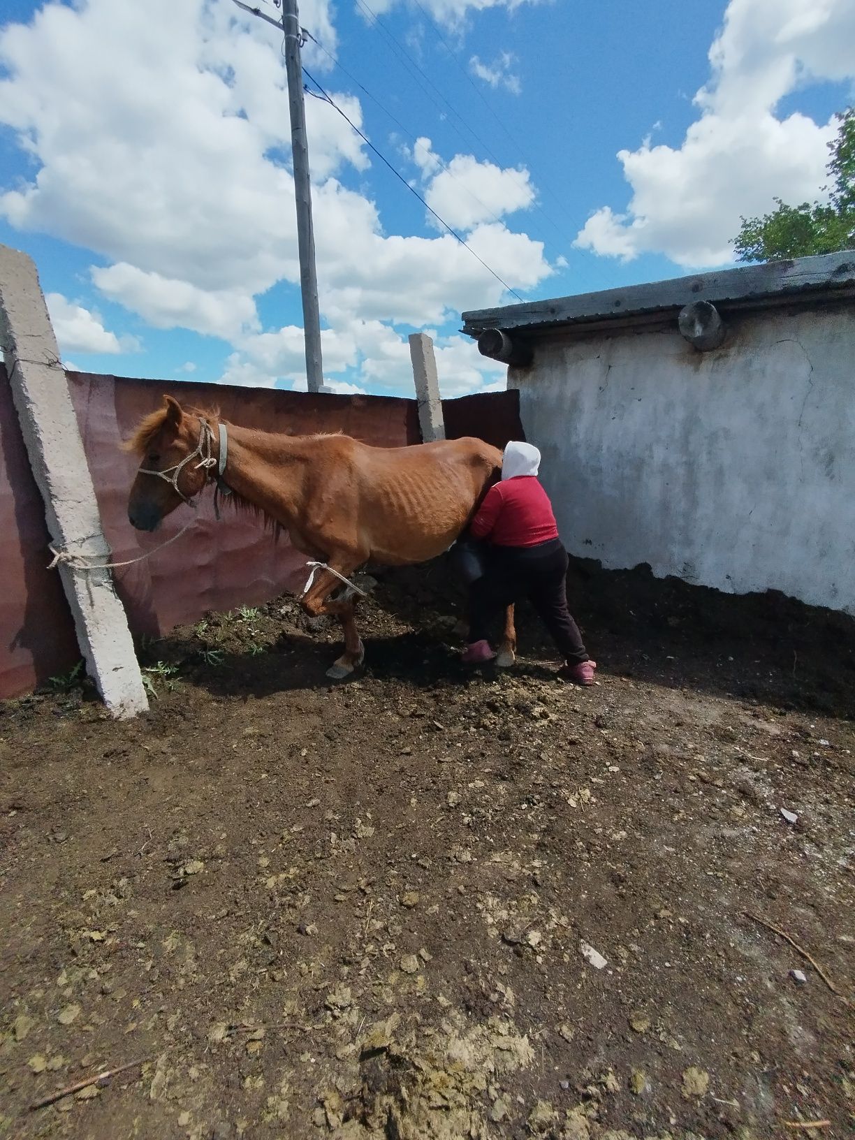 Сауынды, құлынды биелер