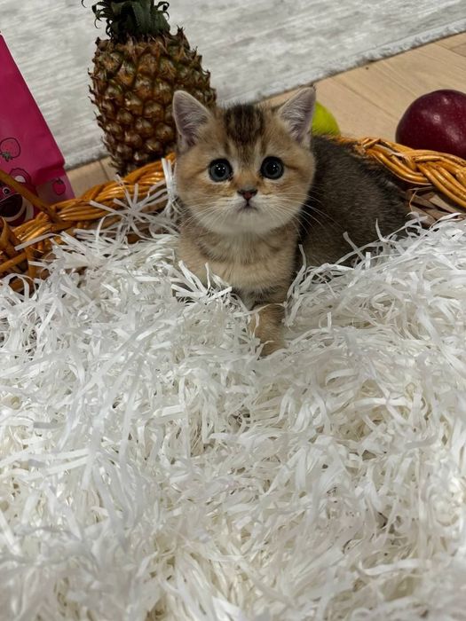 Шикарные котята от правильной вязки