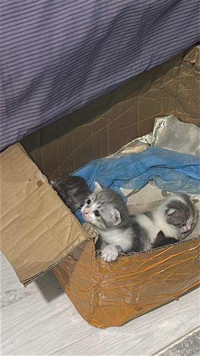 котята домашние в добрые руки