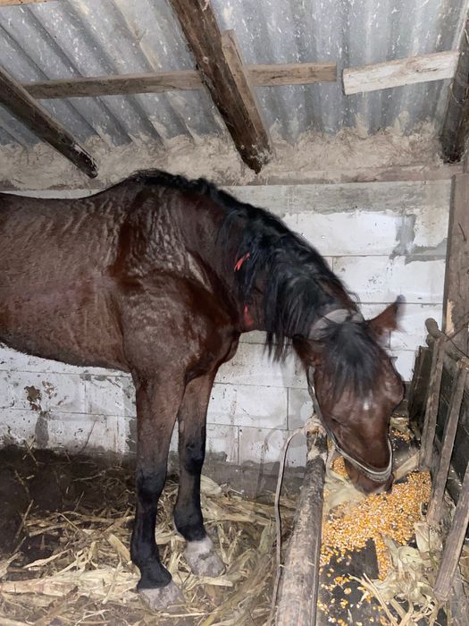 Vând cal, are 7 ani