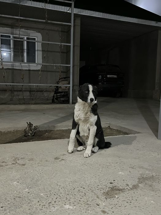 Алабай күшік 5 айлық