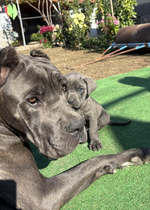 Кученца Кане корсо