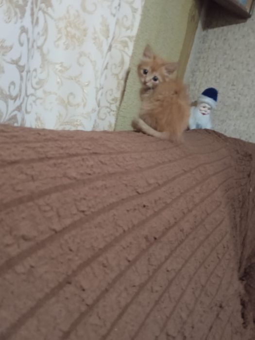 Отдам даром котят