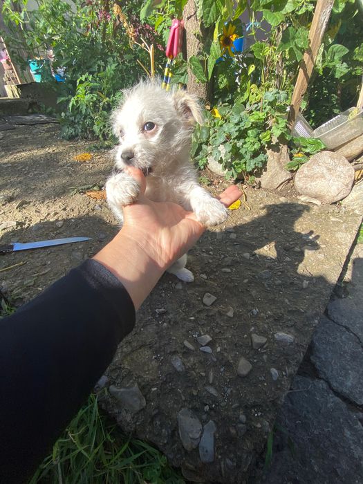ADOPȚIE pui 4 luni