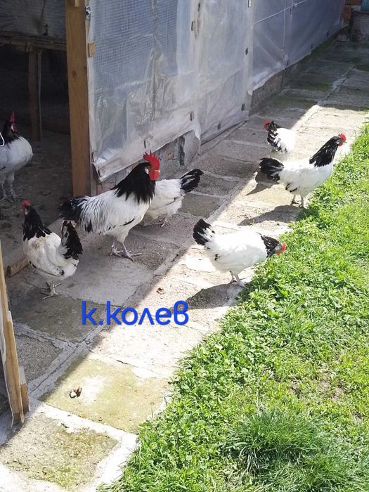 Продавам едно петле и две ярки Лакендфелдер