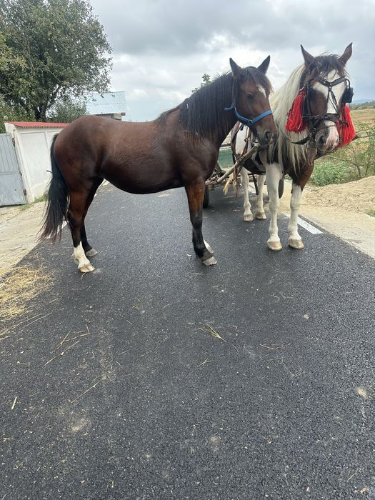 Vand sau schimb 2 iepe gestante