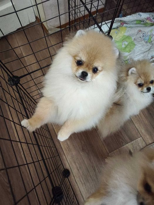 Шпицули красотули