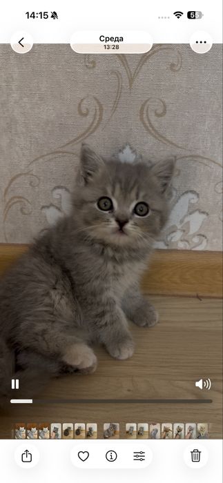 Продаются породистые котята