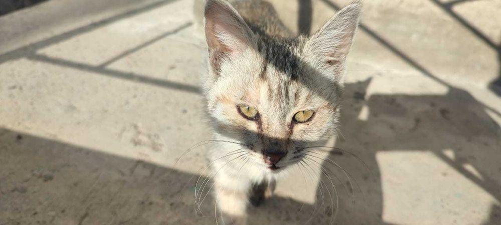 Отдам котенка в хорошие руки