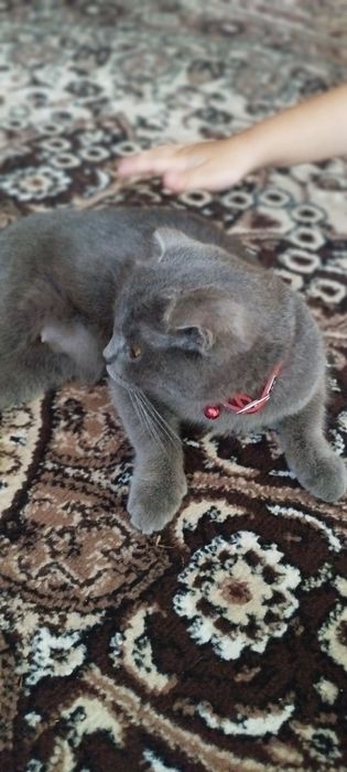 Скотиш фолд мальчик и девочка