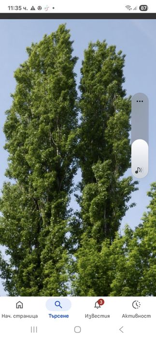 Топола едногодишни  фиданки