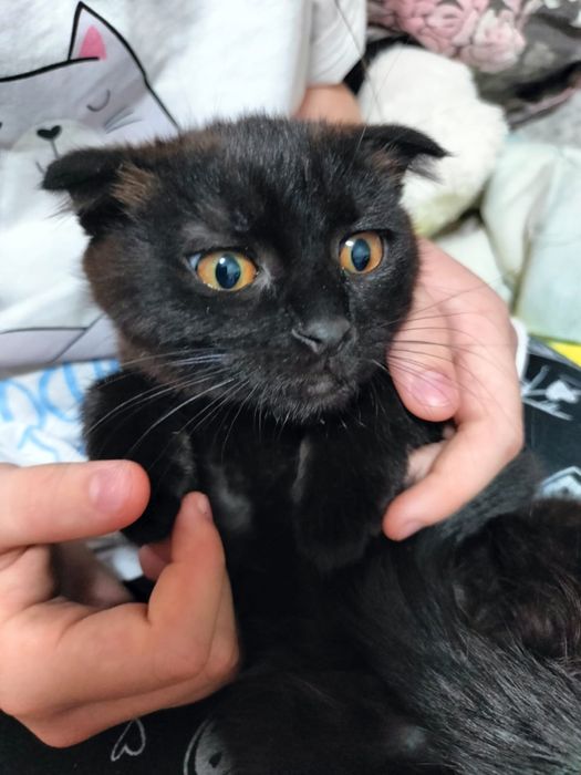 Отдам Кошечка висооушка шоколадная