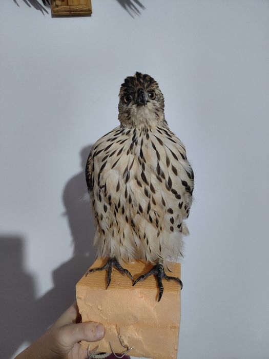 Uliu impaiat taxidermie U3