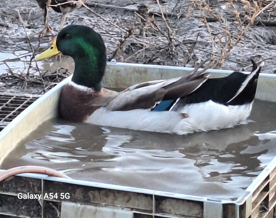 Raţe pentru consum sau reproductie