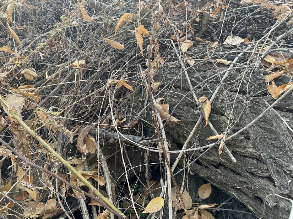 Продам дрова сухие и другие