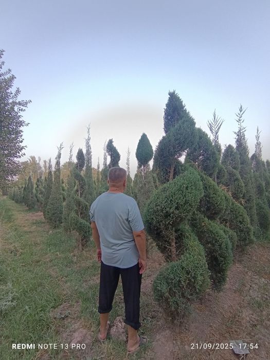 6 йиллик Можжавелник арча кўчатлари