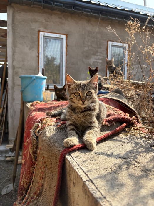 Отдам котят в хорошие руки