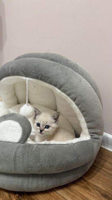 Котенок британская шиншилла серебристая