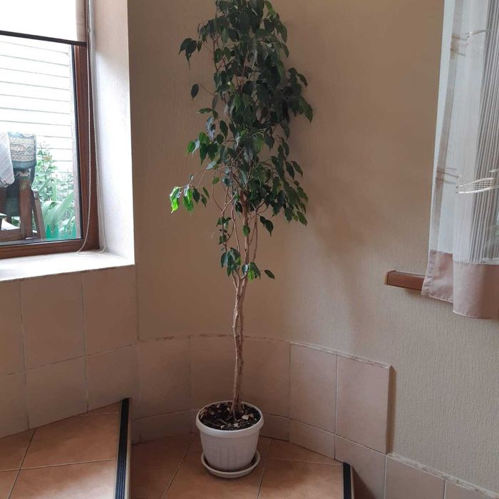 Продам фикус в горшке