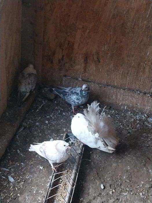 Schimb porumbei pe o oaie bună de ținut