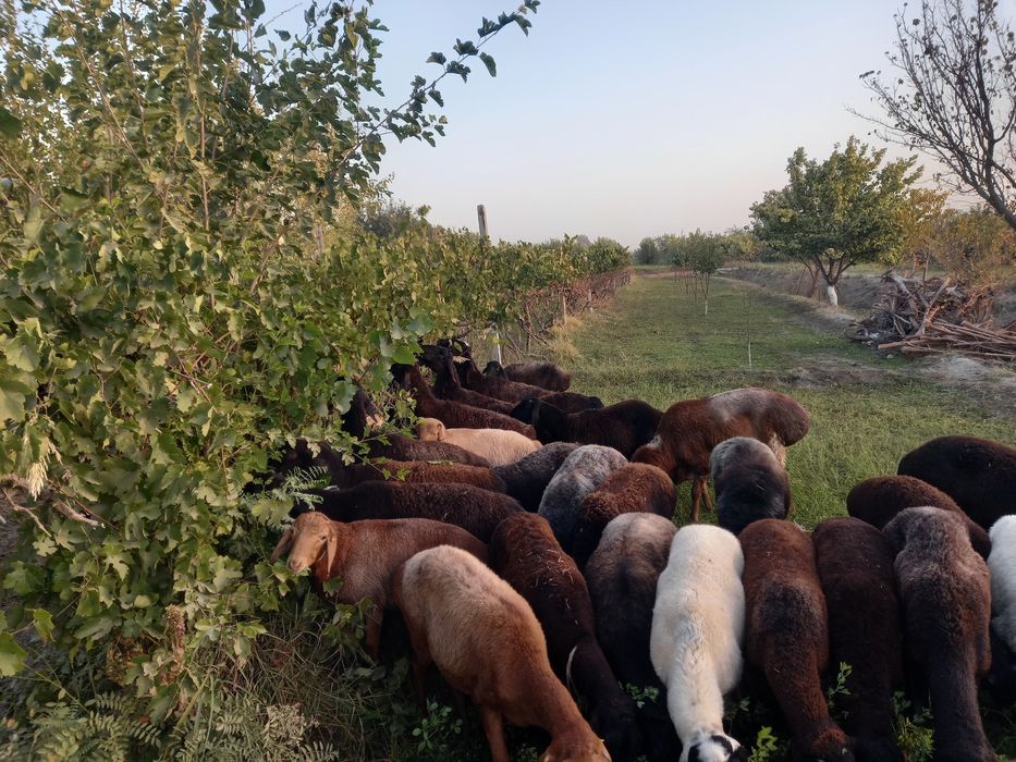 Хисори симжун бугуз куйлар сотиладинархи 5 милион дан телефон килинг