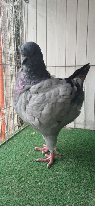 Porumbei King diferite culori.