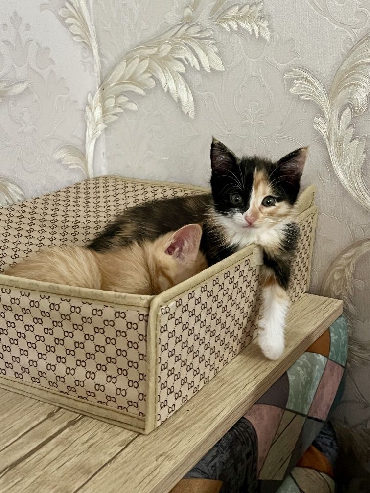 Отдам за добрые руки