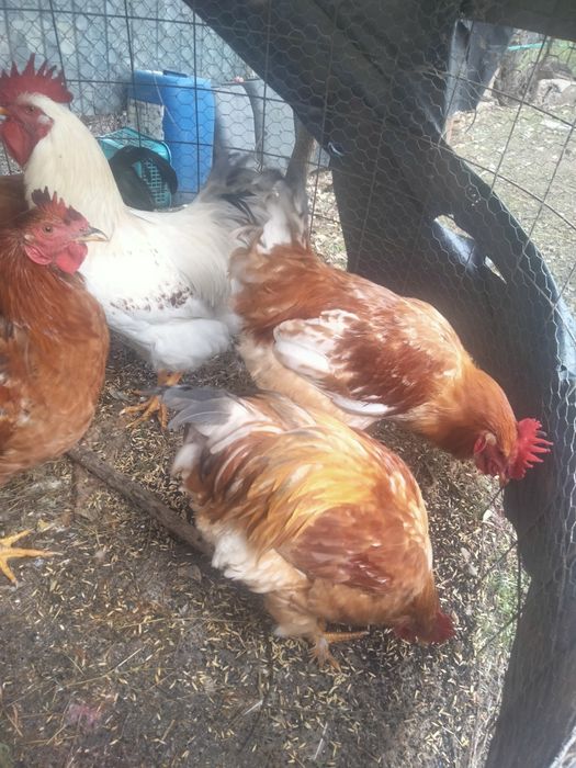 Vînd cocosi de curte