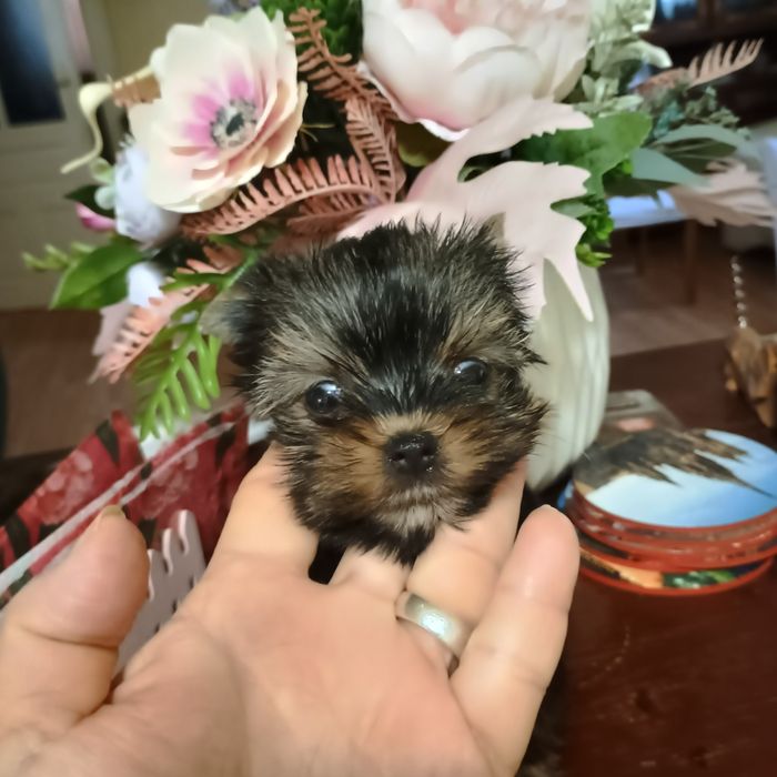 Cățeluși Yorkshire Terrier Mini Toy