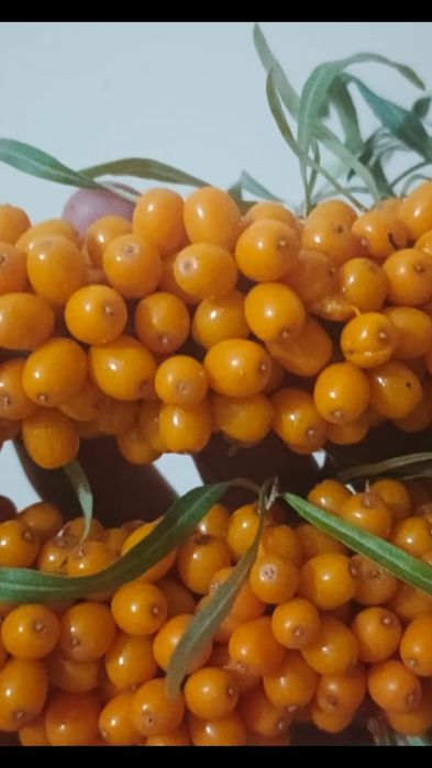 СВЕЖАЯ местная ОБЛЕПИХА по низкой доступной цене!
