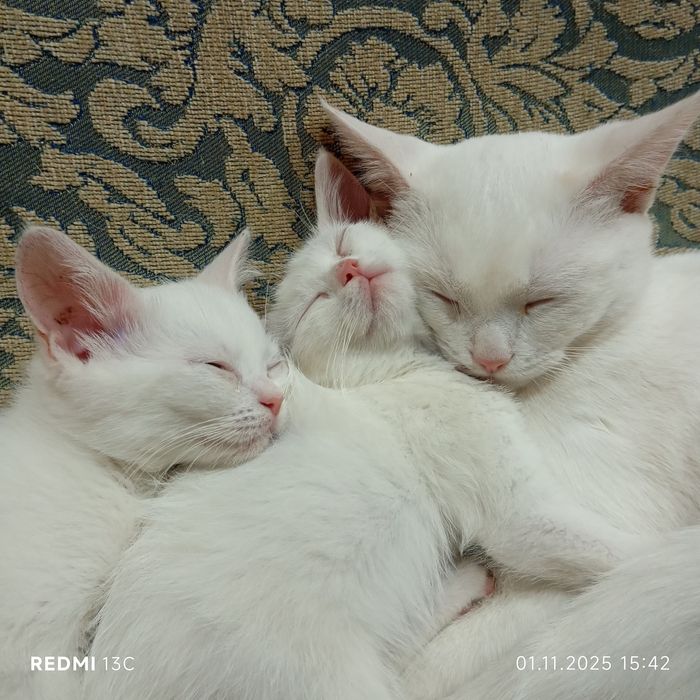 Котенок страйк и фолд