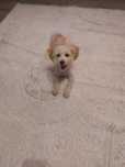 Câine bichon de vânzare