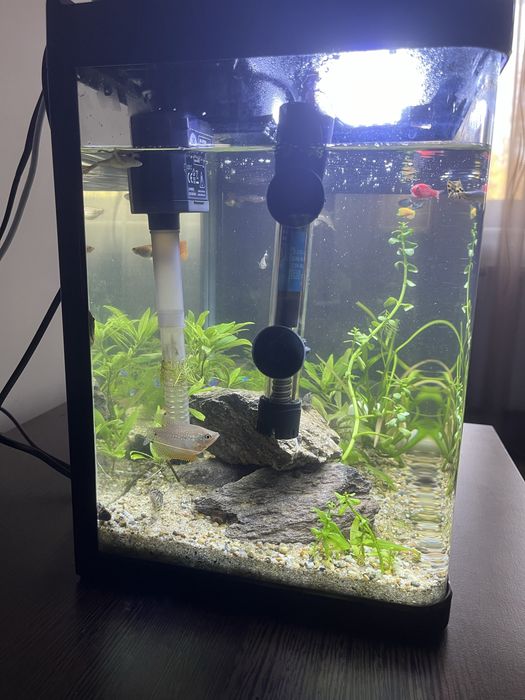 Acvariu complet echipat