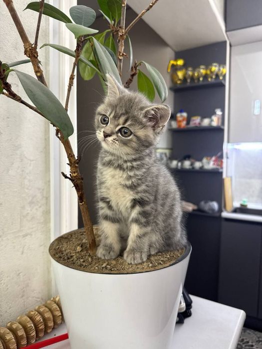 Скотиш страйт мальчик серебристая шиншилла