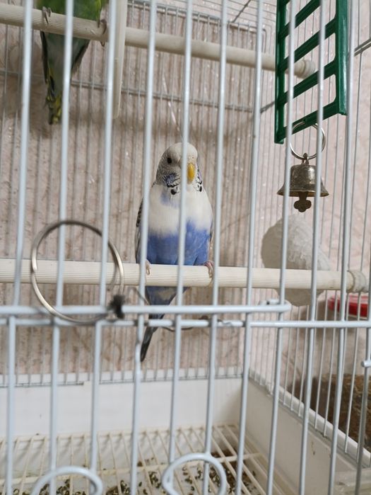 Продам попугая девочку