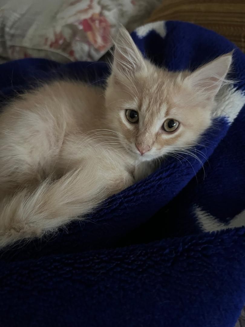 Пристраиваются котята домашние