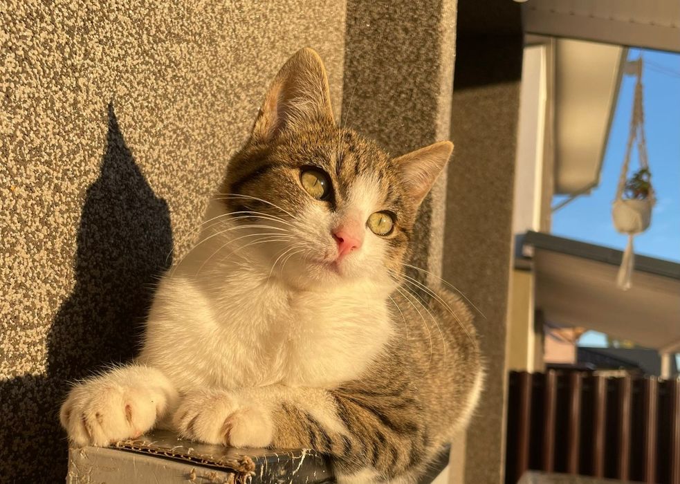 Ofer spre adoptie pisici