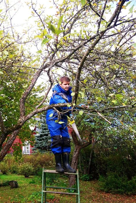 Обрезка деревьев. Спил деревьев. Подготовка сада к зиме. Садовник
