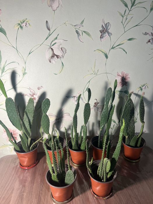 Опунция кактус 3-4 в одном горшке