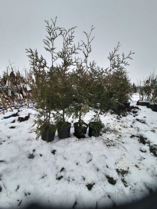 vand tuia brabant,min 130cm,pt gard viu