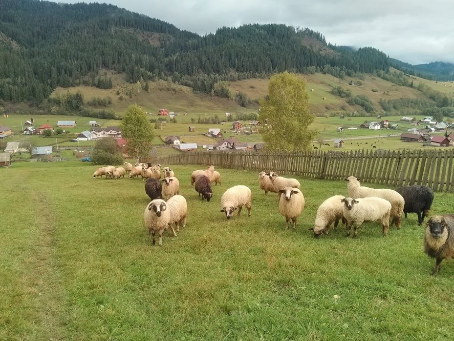 Vând oi de bune de ținut sau taiat
