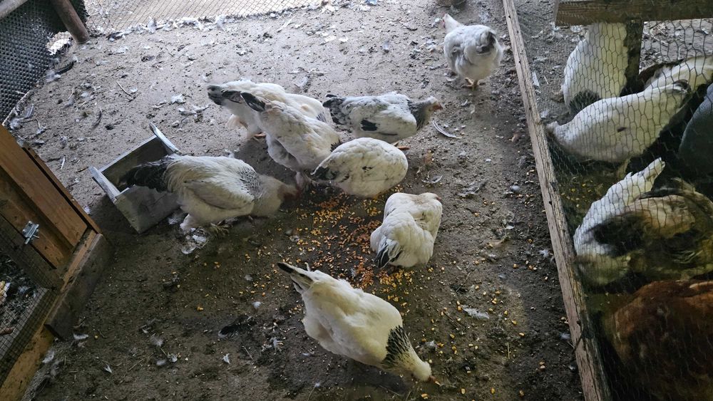 Vand puicute 9+1 cocos