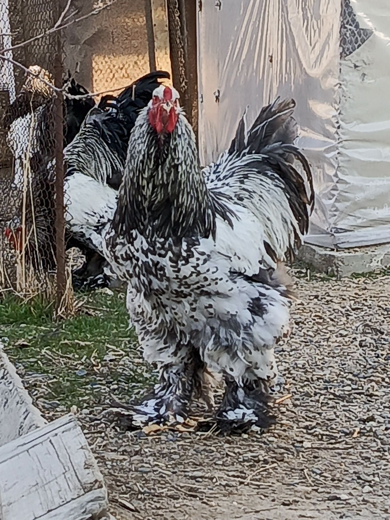 Brama xoʻroz sotiladi