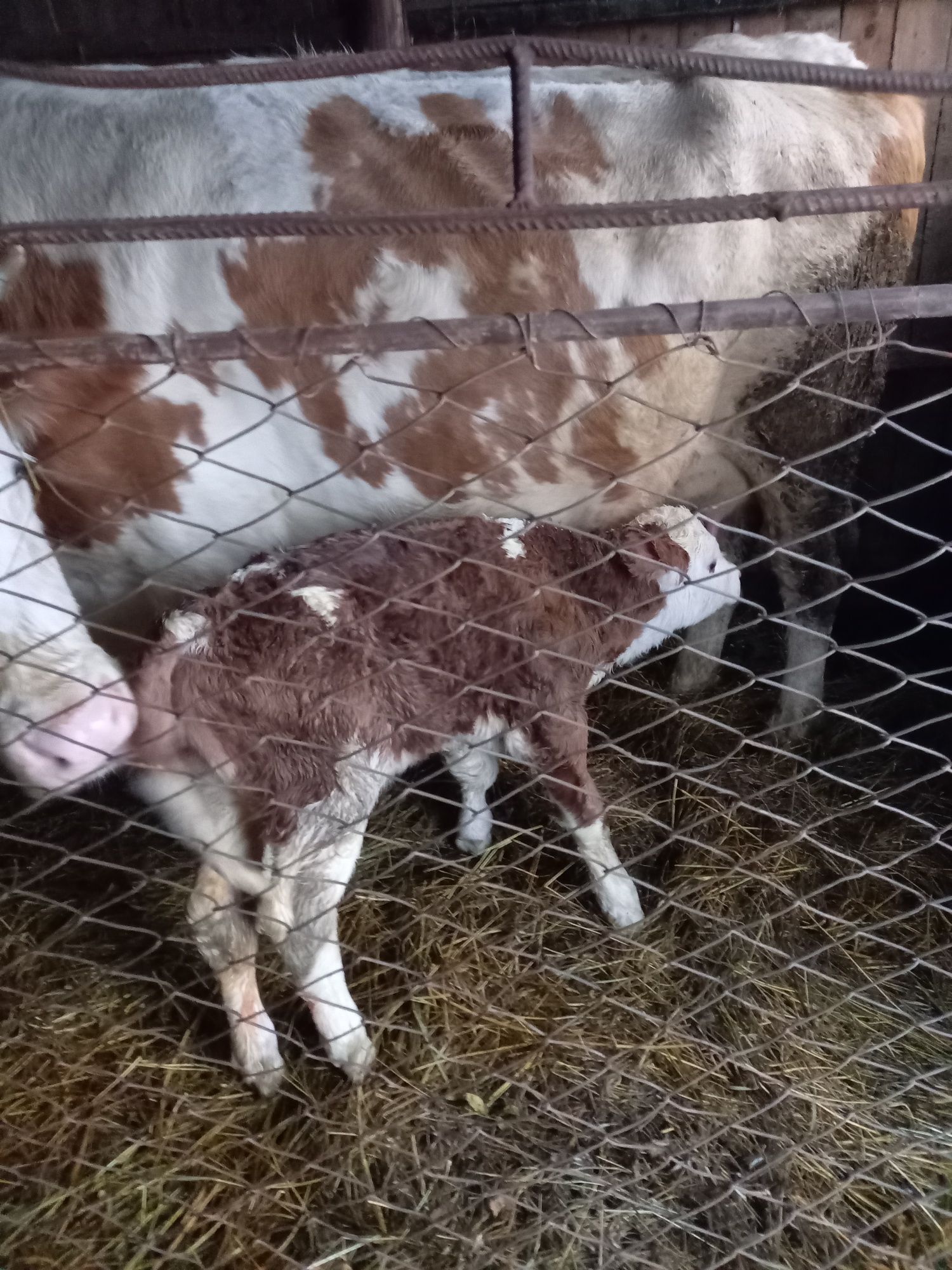 Vaca și vilel Baltata Romaneasca