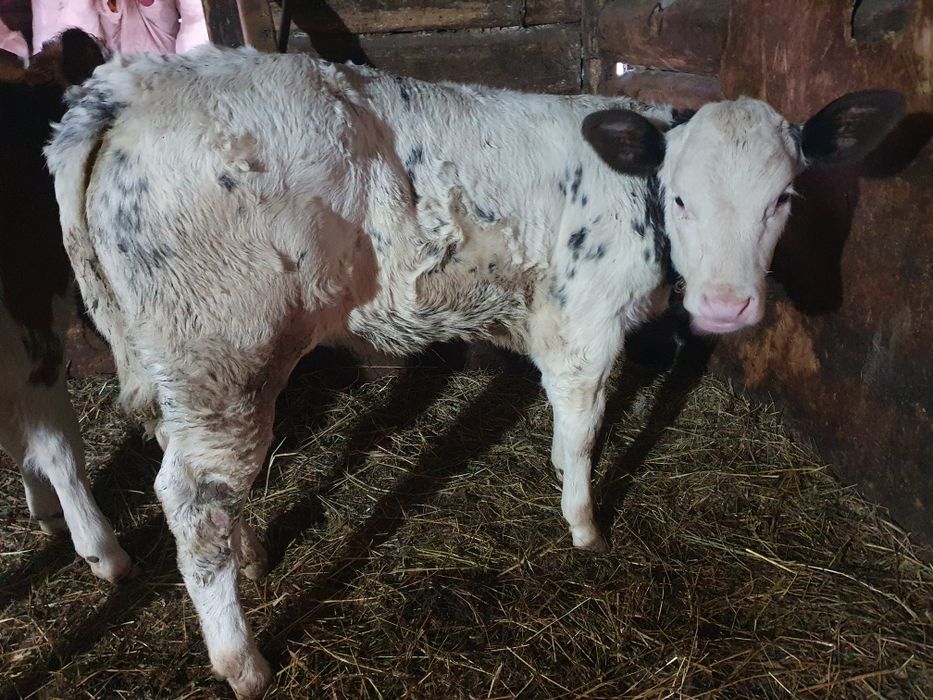 Vand vitea belgiana de 2 luni